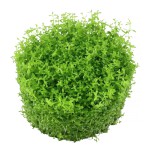 迷你矮珍珠-缩略图-1