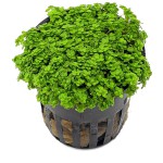 迷你矮珍珠-缩略图-2