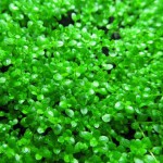 迷你矮珍珠-缩略图-3