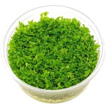 迷你矮珍珠-缩略图-4