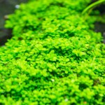 迷你矮珍珠-缩略图-5