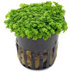 迷你矮珍珠-缩略图-6