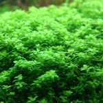 迷你矮珍珠-缩略图-8