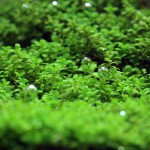 迷你矮珍珠-缩略图-9