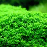 迷你矮珍珠-缩略图-10