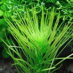 北极杉-缩略图-1