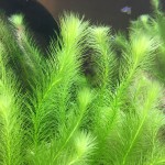 北极杉-缩略图-2