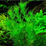 北极杉-缩略图-3