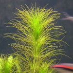 北极杉-缩略图-4