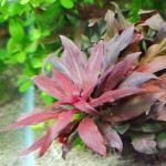 大红叶-缩略图-1