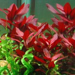 大红叶-缩略图-2