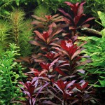 大红叶-缩略图-3