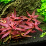 大红叶-缩略图-4