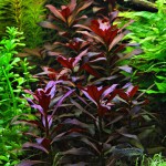 大红叶-缩略图-5