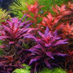 大红叶-缩略图-7