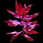 大红叶-缩略图-8