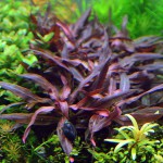 大红叶-缩略图-9