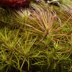 百叶草-缩略图-1