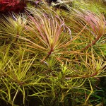 百叶草-缩略图-2