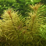 百叶草-缩略图-4