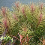 百叶草-缩略图-5