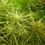 百叶草-缩略图-6