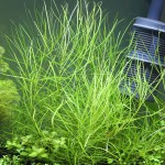 百叶草-缩略图-7