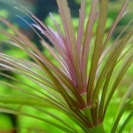 百叶草-缩略图-8