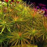 百叶草-缩略图-9