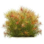 百叶草-缩略图-10