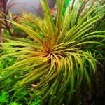 百叶草-缩略图-11