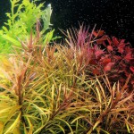 百叶草-缩略图-12