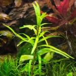 艾克草-缩略图-1