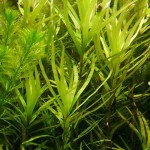 艾克草-缩略图-3