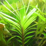 长艾克草-缩略图-1