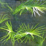 长艾克草-缩略图-2