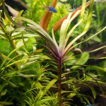 长艾克草-缩略图-3