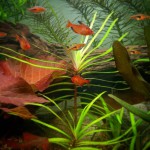 长艾克草-缩略图-4