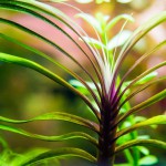 长艾克草-缩略图-5