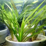 长艾克草-缩略图-6