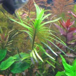 长艾克草-缩略图-7