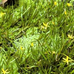 杜邦草-缩略图-1