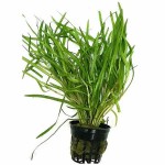 杜邦草-缩略图-2