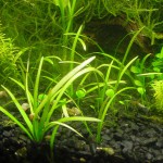 杜邦草-缩略图-3