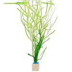 杜邦草-缩略图-4