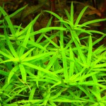 小竹叶草-缩略图-1