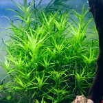 小竹叶草-缩略图-2