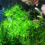 小竹叶草-缩略图-3