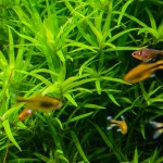 小竹叶草-缩略图-4