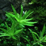 小竹叶草-缩略图-5